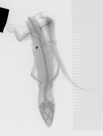 Media type: image;   Herpetology R-7952